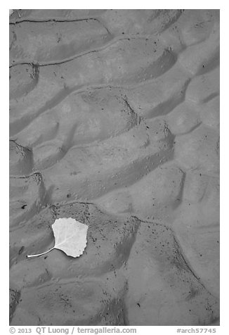 Fallen leaf and mud ripples, Courthouse Wash. Arches National Park (black and white)