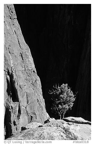 Tree on rim near exclamation point. Black Canyon of the Gunnison National Park, Colorado, USA.