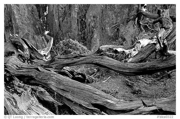 Gnarled trees on North Rim. Black Canyon of the Gunnison National Park (black and white)