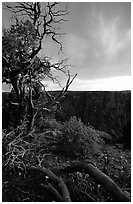 Juniper, sunset North Rim. Black Canyon of the Gunnison National Park ( black and white)