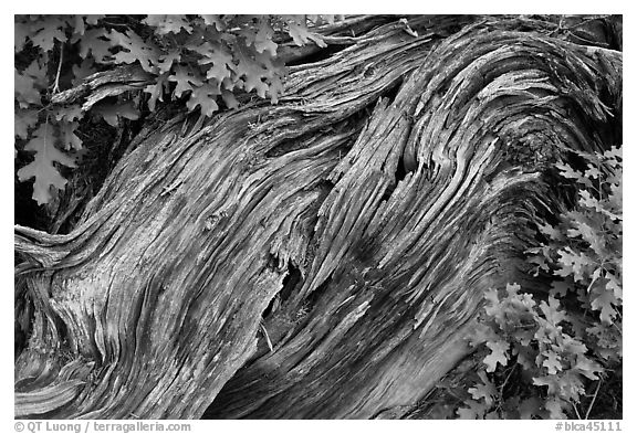 Gnarled root detail. Black Canyon of the Gunnison National Park, Colorado, USA.