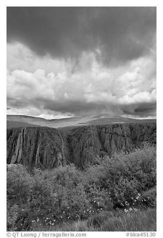 Flowers, canyon, and menacing clouds, Gunnison Point. Black Canyon of the Gunnison National Park (black and white)