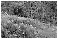 Grasses and canyon walls, East Portal. Black Canyon of the Gunnison National Park, Colorado, USA. (black and white)
