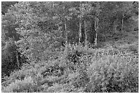 Lupine and aspen trees. Black Canyon of the Gunnison National Park ( black and white)