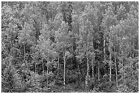 Aspens with spring new leaves. Black Canyon of the Gunnison National Park, Colorado, USA. (black and white)