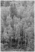Spring green aspens on hillside. Black Canyon of the Gunnison National Park, Colorado, USA. (black and white)