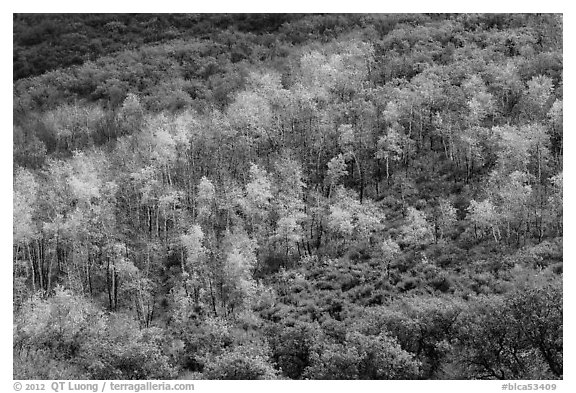 Aspen on hills in autumn, East Portal. Black Canyon of the Gunnison National Park (black and white)