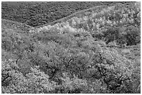 Hills with trees in autumn color. Black Canyon of the Gunnison National Park, Colorado, USA. (black and white)
