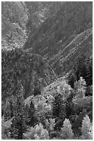 Trees in autumn foliage and canyon. Black Canyon of the Gunnison National Park ( black and white)
