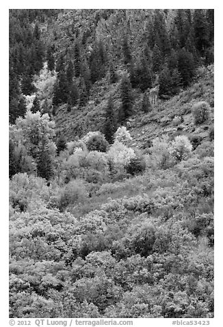 Slopes with Douglas fir and shrubs. Black Canyon of the Gunnison National Park (black and white)
