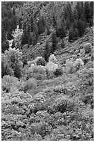 Slopes with Douglas fir and shrubs. Black Canyon of the Gunnison National Park, Colorado, USA. (black and white)