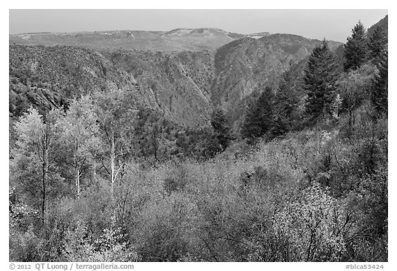 Shrubs and trees in fall color on canyon rim. Black Canyon of the Gunnison National Park (black and white)
