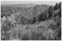 Shrubs and trees in fall color on canyon rim. Black Canyon of the Gunnison National Park ( black and white)