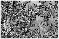 Close-up of Oak leaves in autumn. Black Canyon of the Gunnison National Park ( black and white)