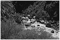 Spring vegetation along  Gunisson river near  Narrows. Black Canyon of the Gunnison National Park (black and white)