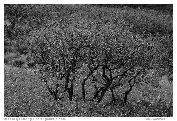 Gambel Oak trees in autumn. Black Canyon of the Gunnison National Park (black and white)