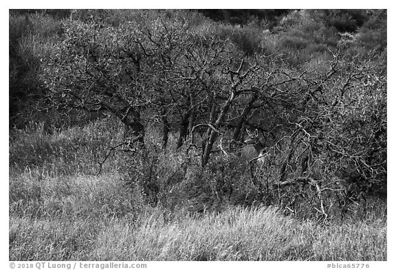 Deer and Gambel Oak trees in autumn. Black Canyon of the Gunnison National Park (black and white)