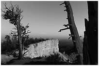 Bristlecone pine trees and cliff at dusk. Bryce Canyon National Park, Utah, USA. (black and white)