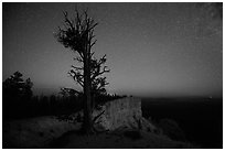 Bristlecone pine at edge of plateau at night. Bryce Canyon National Park, Utah, USA. (black and white)