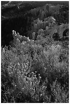 Wildflowers, conifers and hoodoos. Bryce Canyon National Park ( black and white)