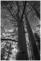 Aspens in autumn foliage and sun. Bryce Canyon National Park ( black and white)