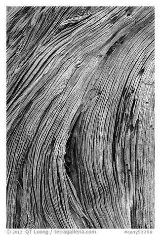 Close-up of juniper bark. Canyonlands National Park, Utah, USA.
