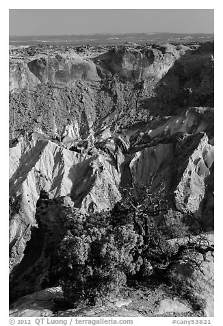 Juniper and Upheaval Dome. Canyonlands National Park (black and white)