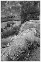 Blooming sage and rock walls in the Maze. Canyonlands National Park, Utah, USA. (black and white)