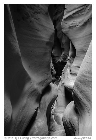 Curved walls, High Spur slot canyon, Orange Cliffs Unit, Glen Canyon National Recreation Area, Utah. USA (black and white)