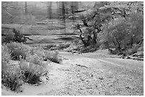 Sage and cottonwoods bordering dry wash, Horseshoe Canyon. Canyonlands National Park, Utah, USA. (black and white)