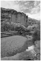 Creek, cottonwood trees in fall foliage, and cliffs, Horseshoe Canyon. Canyonlands National Park, Utah, USA. (black and white)