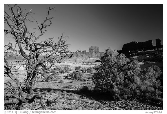 Trees below Petes Mesa, Maze District. Canyonlands National Park (black and white)