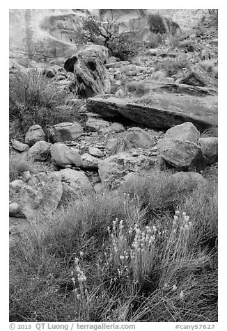 Wildflowers and rocks, the Maze. Canyonlands National Park, Utah, USA.