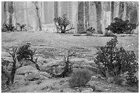 Junipers and rock walls, the Maze. Canyonlands National Park, Utah, USA. (black and white)