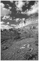 Wildflowers and Waterpocket Fold cliffs, afternoon. Capitol Reef National Park, Utah, USA. (black and white)