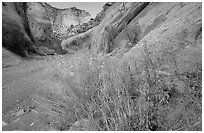 Wildflower in Wash in Capitol Gorge. Capitol Reef National Park, Utah, USA. (black and white)