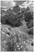 Wildflowers above Capitol Gorge. Capitol Reef National Park, Utah, USA. (black and white)