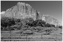 Fruita orchard and cliffs in summer. Capitol Reef National Park, Utah, USA. (black and white)