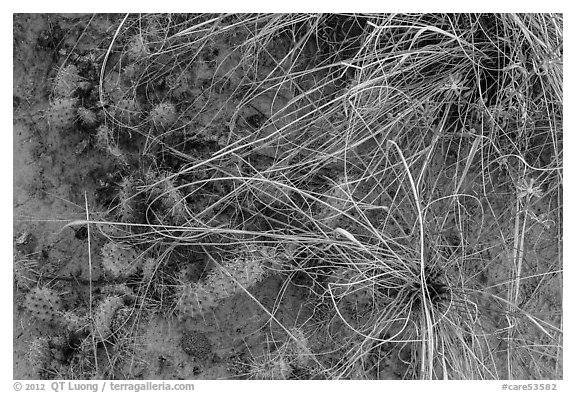 Close-up of ground with flowers, grasses and cactus. Capitol Reef National Park (black and white)