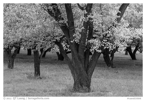 Historic Mulford Orchard, late summer. Capitol Reef National Park (black and white)