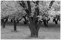 Historic Mulford Orchard, late summer. Capitol Reef National Park, Utah, USA. (black and white)