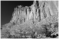 Cottonwods in fall colors and tall cliffs near Fruita. Capitol Reef National Park, Utah, USA. (black and white)