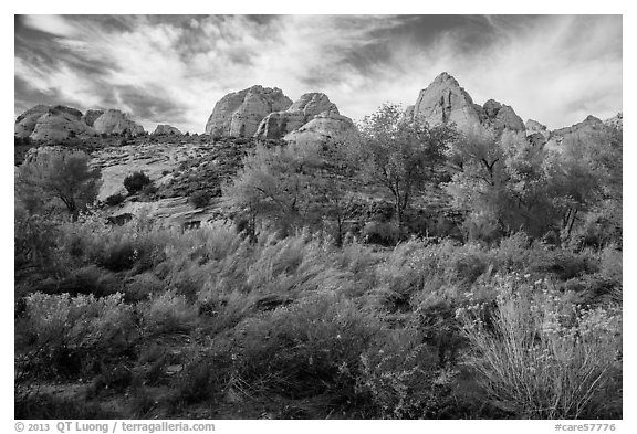 Srubs and trees in autum under white sandstone domes. Capitol Reef National Park (black and white)