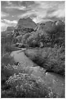 Fremont River, shrubs and trees in fall. Capitol Reef National Park, Utah, USA. (black and white)