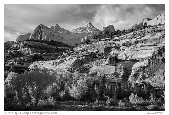 Sandstone domes tower above cottonwoods in Fremont River Gorge. Capitol Reef National Park (black and white)