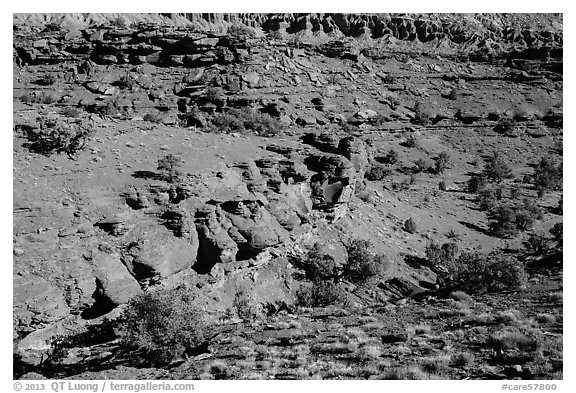 Junipers and red Moenkopi Formation sandstone. Capitol Reef National Park (black and white)