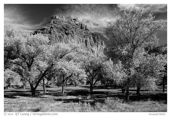 Fruita orchard and cliff in autumn. Capitol Reef National Park (black and white)