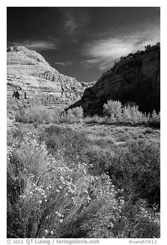 Blooming sage and cottonwoods in autum colors, Fremont River Canyon. Capitol Reef National Park (black and white)