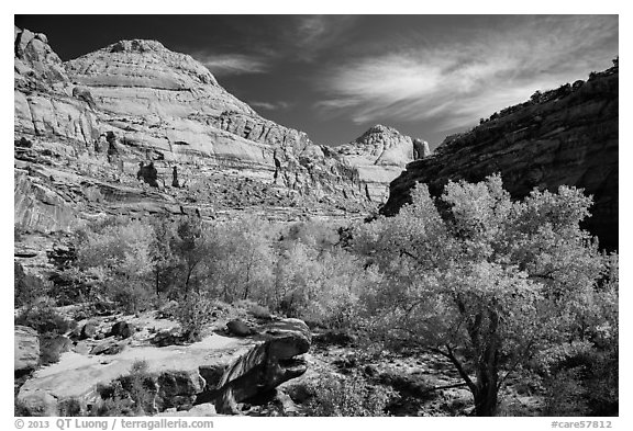 Autumn colors below Capitol Dome. Capitol Reef National Park (black and white)