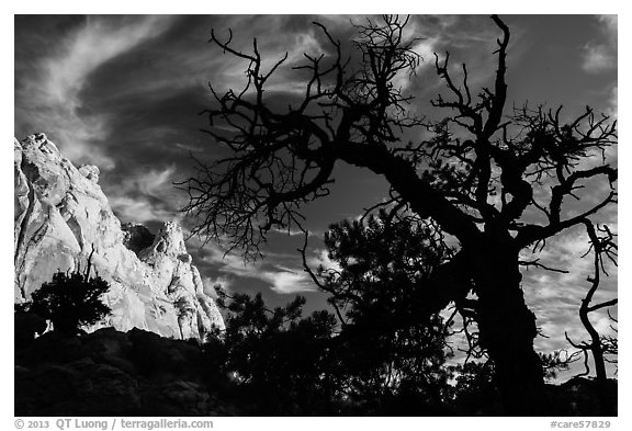 Silhouetted juniper and cliff. Capitol Reef National Park (black and white)
